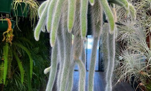 241431614_127456389618138_6319137781811555581_n (1)