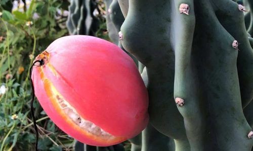 245911081_966183363963439_1671995204601460862_n (1)