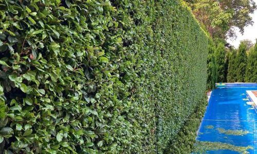 271810907_948087232478629_5791622903651811127_n (1)