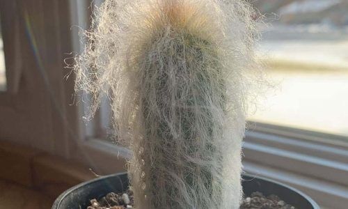 271863309_306537858072446_39614185507879827_n (1)