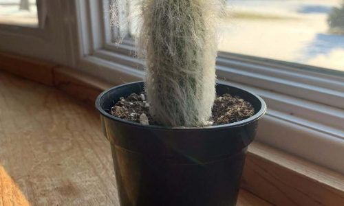 271876054_210697587861464_8795969873240031093_n (1)