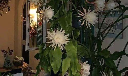 273899010_271602171706497_4268101816599695158_n