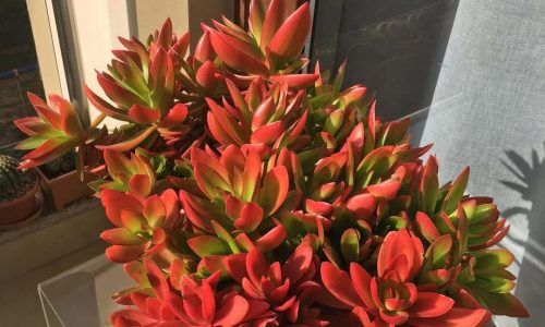 276096921_454250676481710_2132888073334268063_n (1)