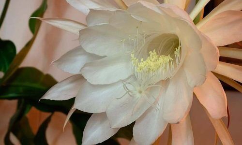 293277805_1064871117737689_820027265859865620_n (1)