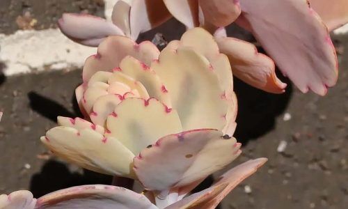 299184090_516750980215730_3618467022461579534_n