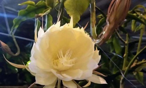 301603035_175179115072418_2757229523185066926_n (1)