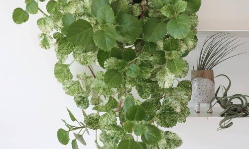 30856157_593324277691340_3334630827865669632_n (1)