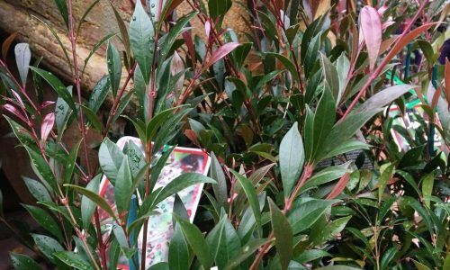 30922210_197826794162278_3879889798109855744_n (1)