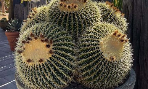 316166133_144652331664356_625922533836461809_n (1)