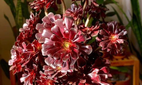 317122861_1500370170464095_6420449196405078982_n (1)