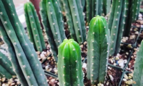 318801427_521334390015334_1317014081929765246_n (1)