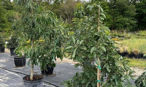 342710384_1226916661282537_5634245614120467152_n (1)