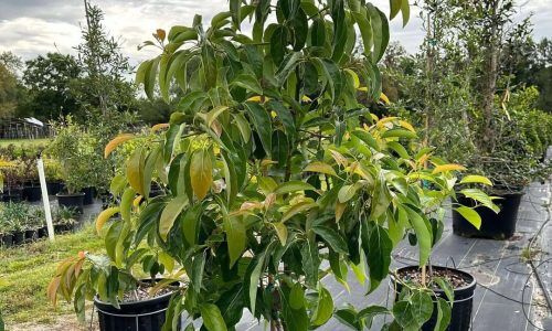 343313274_1708524839655343_64559686459707558_n (1)