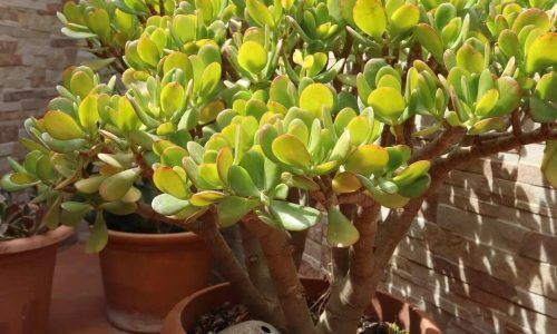 374953805_1024294632219937_3483934587101643883_n (1)