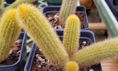 38097523_285669218830250_5242711134770823168_n (1)