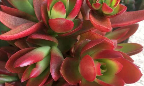 38691872_441231836396509_4502390001371185152_n (1)