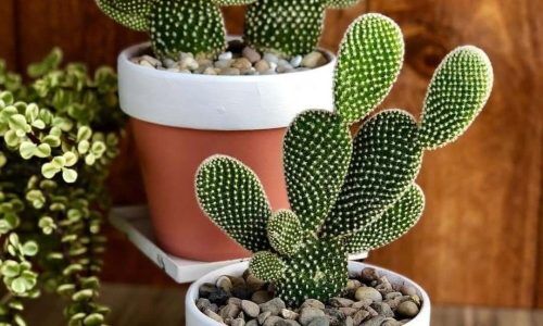 42002997_517908698682316_426022413563600471_n (1)