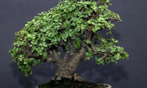 429403620_1591792754987188_5089336836512328530_n (1)