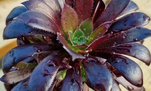 432907358_1064843258141465_7416795540476041422_n