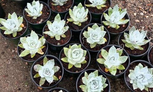 439418215_1267540717538749_1861661384182040551_n (1)