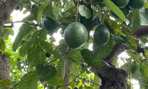 449067459_3791865261099147_62864456178508598_n (1)