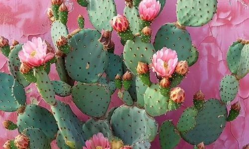 449708067_829249562109705_7832628960918214251_n