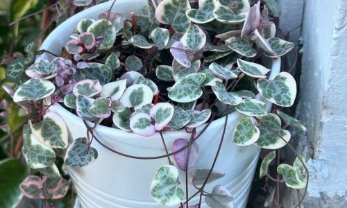 455796688_1644162136128718_2161435042526923360_n (1)