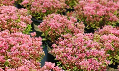 456884542_491603700258022_2970089009019589326_n (1)