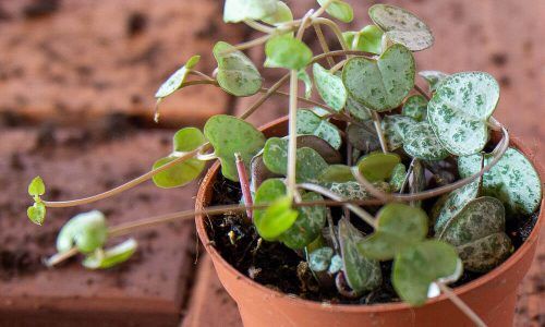 460227497_830314022517973_5832935808832437427_n (1)