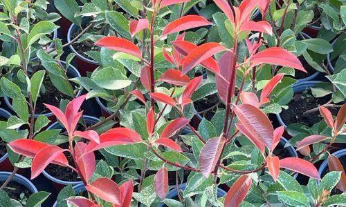 461006969_499734726187467_6720066317237843511_n (1)