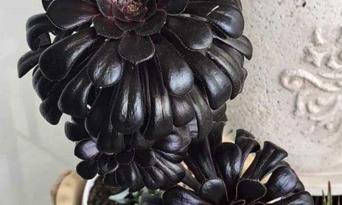 46122918_1905393806163827_3736328985488841229_n (1)