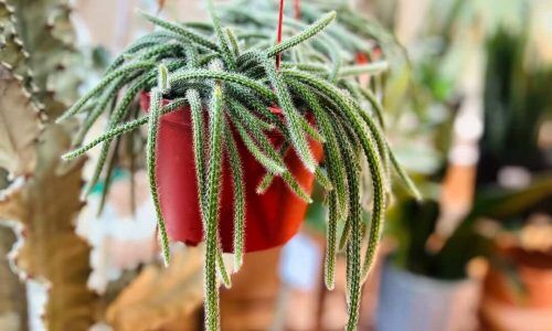 461300465_18015699797547702_3433473200624817756_n (1)