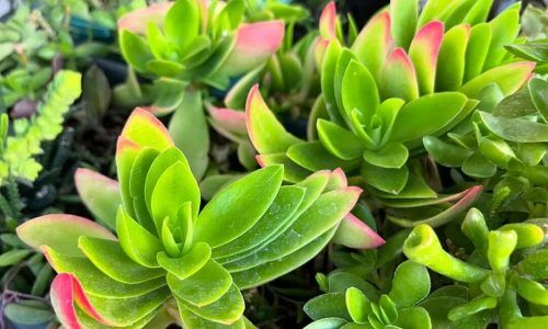 463310559_418510017712777_2975626762298480911_n (1)