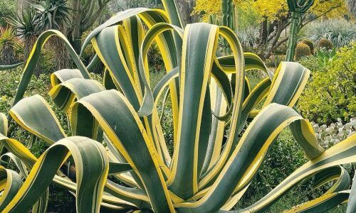 466970503_18067669372636273_5894167911376199402_n (1)