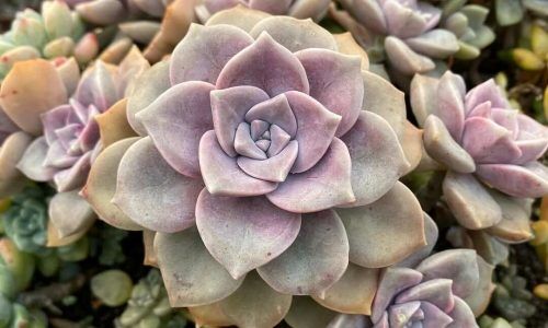 468191795_18264267685251931_1999158979948179831_n (1)