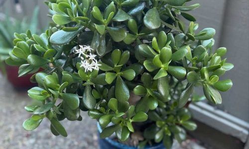 472921245_18264699583268675_754092381602758729_n (1)