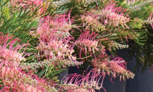 473760309_4211833062376960_3010297231312255376_n (1)