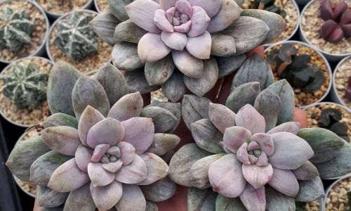 474380885_18105763615476403_7028712603919059206_n