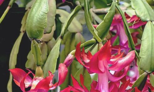 474796729_948799086886794_589941962561339025_n (1)