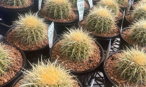 475309051_602943639159691_4783823130211136377_n (1)