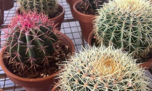 475541844_602943839159671_7986197264970623742_n (1)