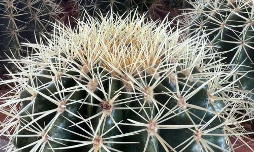 475593000_602943769159678_4158725459175395506_n (1)