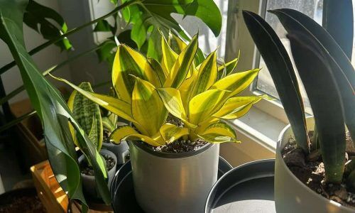 476891215_17863106922341133_5224685390081595715_n (1)