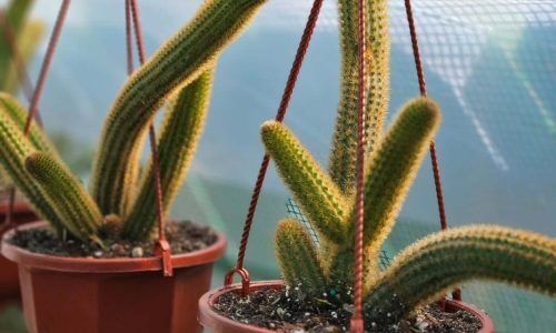 481454755_4013518572300197_9118692742516935056_n