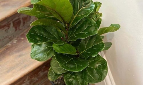 481676743_1080198890812529_8737244237741787099_n (1)