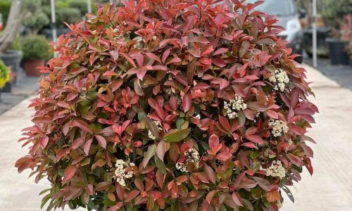 482197180_951446050484794_903100609416975089_n (1)