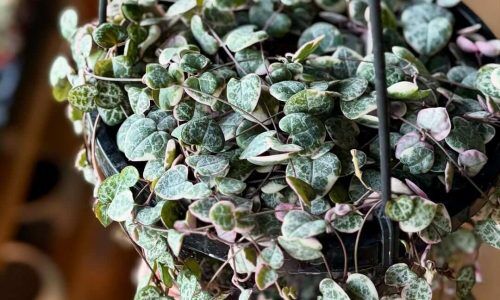 482204372_18118422520441015_7547980782084281745_n (1)