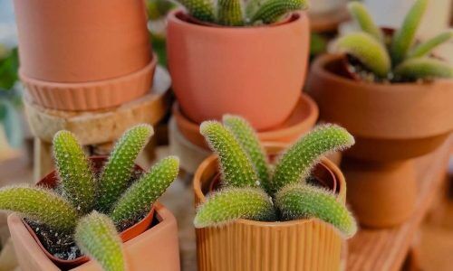 482572538_18033471086547702_4051926535877196509_n (1)