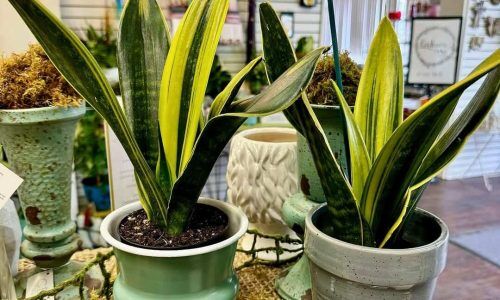 483617031_18341599687158932_7314793593520863533_n (1)