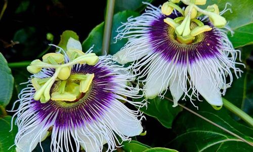 484307399_657691913518935_4453409914111988553_n